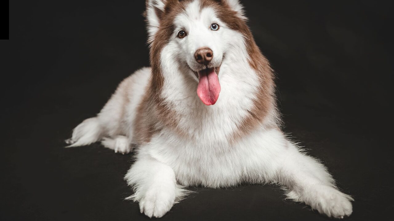 AI Dance Video for Pets: Make Your Dog or Cat Dance